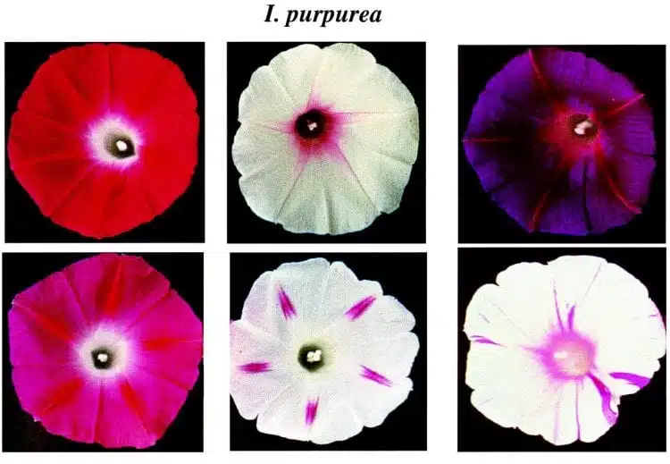 פנוטיפים (זנים) שונים של אותו מין של פרח - Ipomoea purpurea